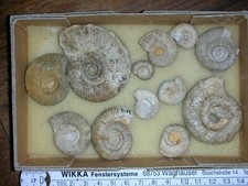 Peresphinctes malm gebraucht kaufen  Sinsheim