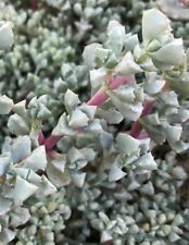Oscularia deltoides deltoid for sale  San Marcos