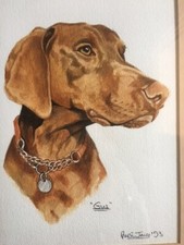 Hungarian vizsla dog for sale  HAILSHAM