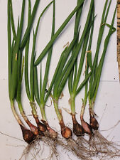 Egyptian walking onion for sale  Lake Elmo