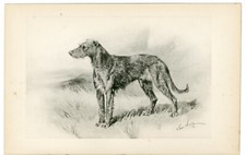Irish wolfhound rare for sale  COLEFORD