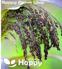 Violet panic grass for sale Violet panic grass for sale  DONCASTER