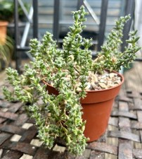 trichodiadema for sale  MALDON