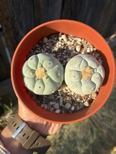 Rare beautiful cactus for sale  Sherman Oaks
