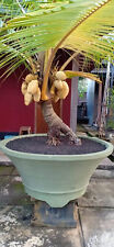 Tropical delight baby for sale  FELTHAM