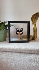 Papillon naturalisé hypolimna d'occasion  Paris XIV