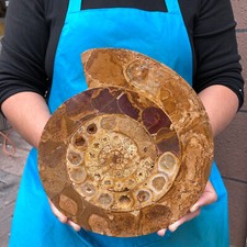 2160G Natural Hermoso Fósil Rebanadas Caracola Cristal Mineral Espécimen 2283 segunda mano  Embacar hacia Mexico