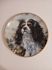 Tricolour cavalier king for sale  LEIGH-ON-SEA