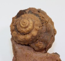 Schnecke pleurotomaria armata gebraucht kaufen  Weeze