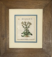 Antica stampa botanica usato  La Spezia