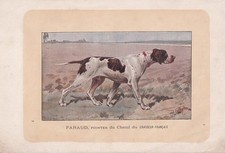 1896 english pointer for sale 1896 english pointer for sale  BIDEFORD