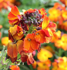 Goldlack erysimum cheir gebraucht kaufen  Bad Zwischenahn