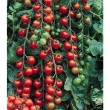 Tomato small cherry for sale  Fort Lauderdale