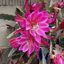 Pink epiphyllum orchid for sale  Fountain Valley