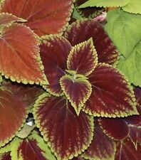 Coleus rainbow mix for sale  Buffalo