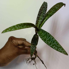 Ledebouria socialis rare for sale  RAMSGATE