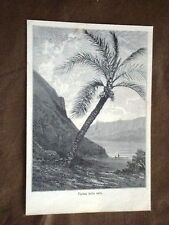 Palma della cera usato  Villarosa