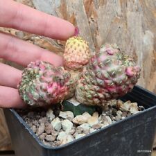 Sulcorebutia rauschii variegat usato  Trevi