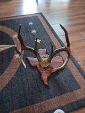 Whitetail point texas for sale  Spring
