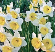 Narcissus ice follies for sale  Hollister