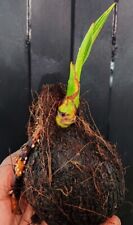 Asian coconut palm for sale  FELTHAM