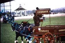 Courage ales horse for sale  ROSSENDALE
