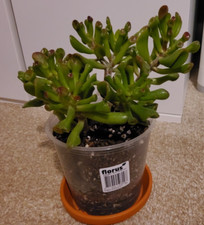 Jade plant crassula for sale  BURY