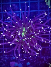hammer coral for sale hammer coral for sale Breckenridge