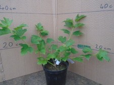 Viburnum opulus 1.5 for sale  TAUNTON