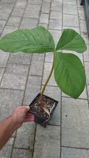 Arisaema Franchetianum (Arisaema,Amorphophallus) na sprzedaż  PL