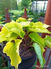 Hosta valley lemon gebraucht kaufen  Hesel