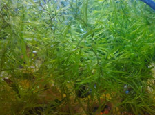 Medium bag guppy for sale  BIDEFORD