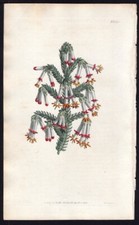 1811 curtis botanical for sale  Spokane