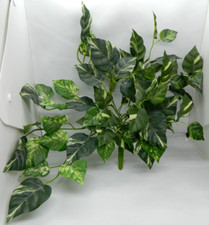 Artificial fake pothos for sale  Jasper
