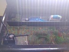 Aqarium tank goldfish for sale  DEWSBURY