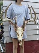 buck skull for sale  Bloomfield