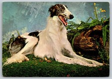 Postcard dog russian for sale  Newtown