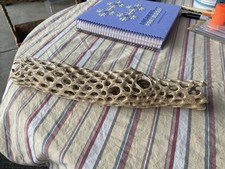 Natural cholla cactus for sale  Toledo
