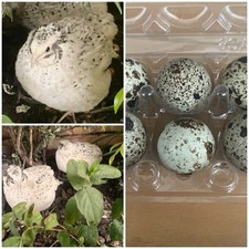 Hatchable coturnix quail for sale  MIDDLESBROUGH