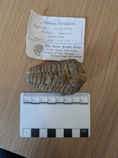 Fossil calymene trilobite for sale  LEIGH-ON-SEA