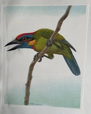 Bird print red for sale  SWINDON