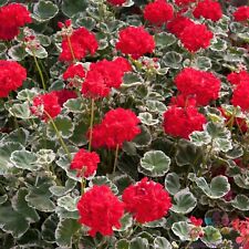 Wilhelm langguth geranium for sale  Spring City