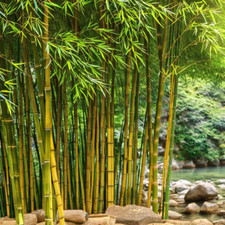 Bamboo seeds privacy for sale  Ravensdale