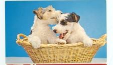 Dog wire fox for sale  Carleton