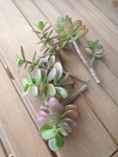 Jade plant cuttings for sale  Naples