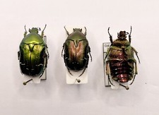 Entomology taxidermy cetonia usato  Roma