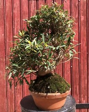 Bonsaï ficus nerifolia d'occasion  Cuges-les-Pins