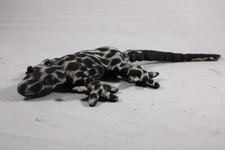 Lizard gecko lizards for sale  Seattle