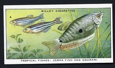 tropical fish gourami for sale tropical fish gourami for sale TAMWORTH