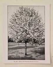 Weathers morello cherry for sale  LEICESTER
